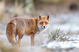 Winterfuchs von Demian Smit