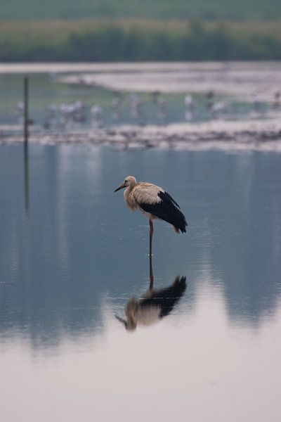 Storch macht Yoga von Menno Selles