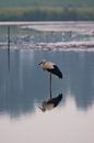 Storch macht Yoga von Menno Selles Miniaturansicht