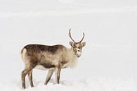 Rendier in de sneeuw tijdens de winter in Noord Noorwegen. van Sjoerd van der Wal Fotografie thumbnail