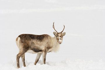 Reindeer grazing in the snow during winter in Northern Norway by Sjoerd van der Wal