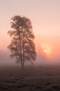 Strabrechtse Heide 267 van Deshamer