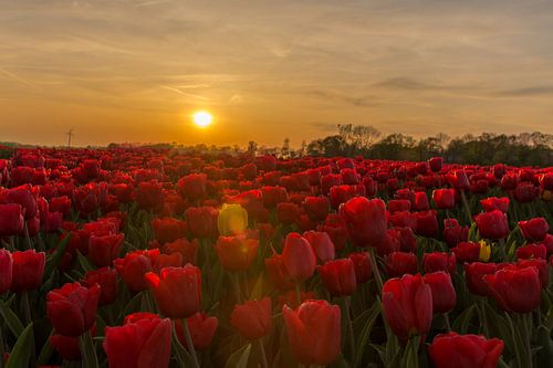 Gele tulp in rood tulpenveld tijdens zonsondergang.