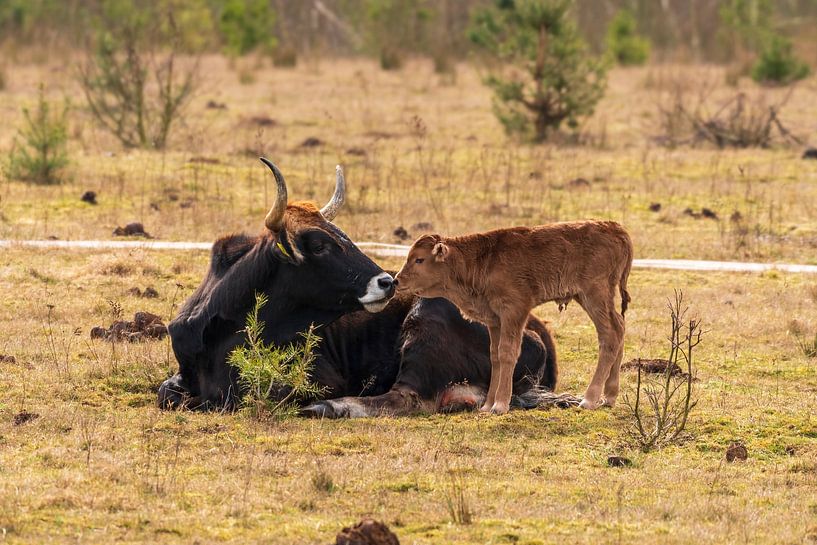 Tauros in the Maashorst by Merijn Loch
