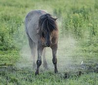 Oostvaardersplassen Konick horses