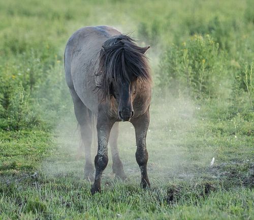 Oostvaardersplassen Konick horses
