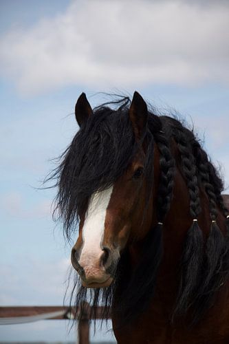 Tinker stallion Silas