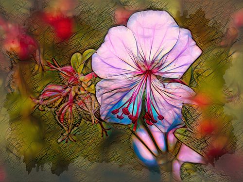 Geranie (Reiherschnabel)