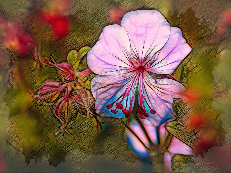 Geranium (Heron's beak) by Rob Boon