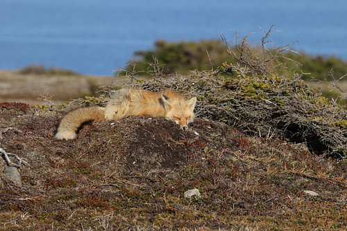 Red fox (Vulpes vulpes)  Newfoundland, Canada