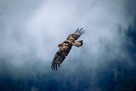 Steenarend in het Alpen gebied van Ricardo Montijn