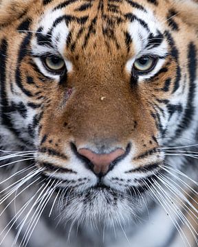 Tiger in Nahaufnahme von Patrick van Bakkum
