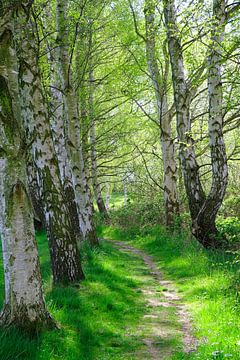 Birch trees Backlit by Ostsee Bilder