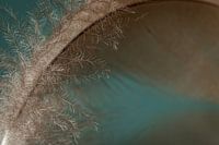 Details of a quill on turquoise background