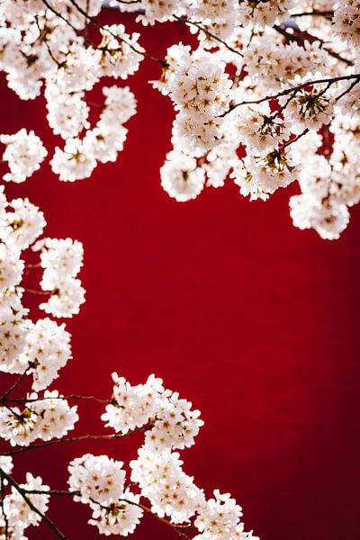 Arbres en fleurs dans le quartier de l'arc-en-ciel d'Almere, Sakura japonais aux Pays-Bas. par Evelien Lodewijks