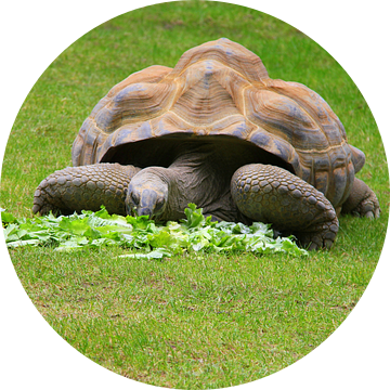 Aldabra schildpad van Jose Lok
