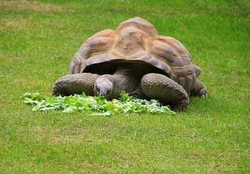 Aldabra tortoise by Jose Lok