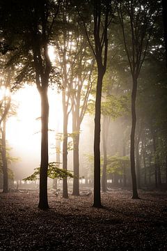 Hoge bomen in de mist van Thijs Pausma