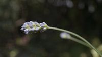 Purple lavender bows to the sun by Customvince | Vincent Arnoldussen thumbnail