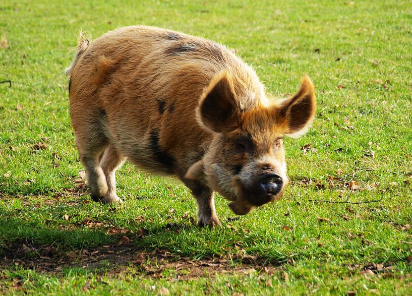 Rennend varken by Rinke Velds