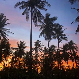 Palmiers au coucher du soleil sur Felix Wiesner