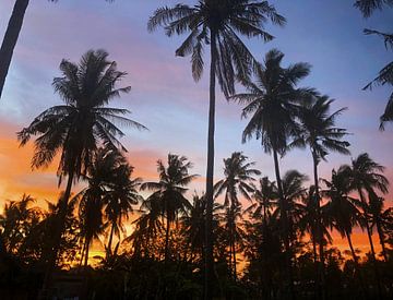 Palm trees in the sunset by Felix Wiesner