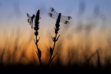 Blaue Stunde