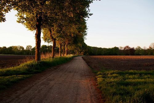 Country road lined with trees in evening light