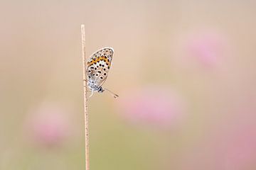Schmetterling zwischen den Heideblumen von Francesca Oostland