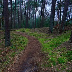 Ein schmaler Pfad durch den Wald von Gerard de Zwaan