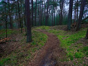 Ein schmaler Pfad durch den Wald