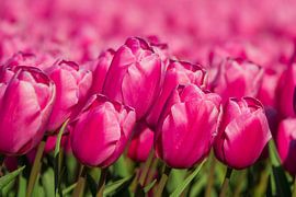 A field of pink tulips in bloom during spring by Jeroen Berendse