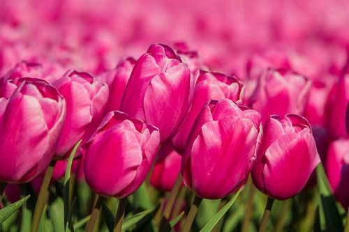 Roze tulpenveld in bloei tijdens de lente