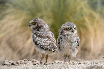 Two young burrowing owls. by Albert Beukhof