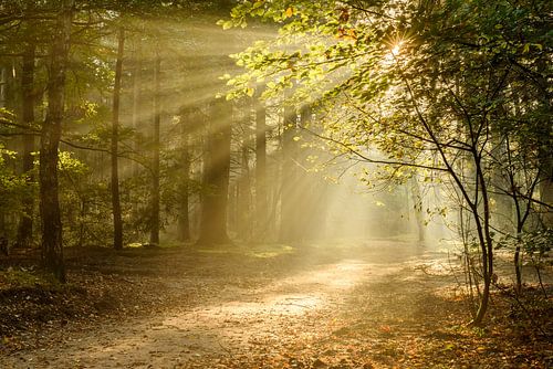 Fairytale Forest