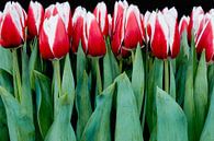 belles tulipes par eric van der eijk Aperçu