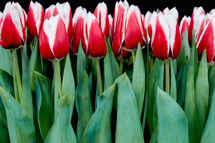 belles tulipes par eric van der eijk