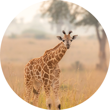 Een jong giraffe in het morgenlicht kijkend naar de camera. van Gunter Nuyts