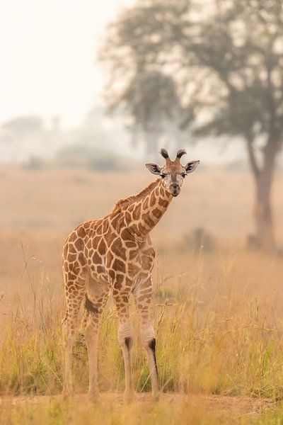 A young giraffe in the morning light looking at the camera. by Gunter Nuyts
