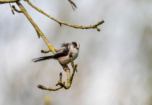 The long-tailed tit