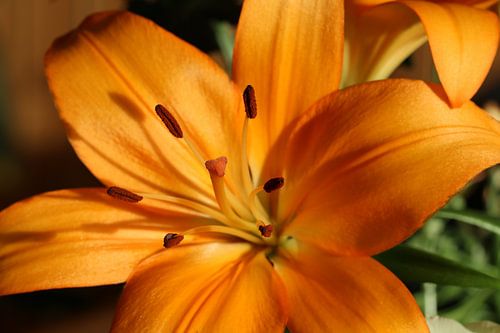 Orange Lily