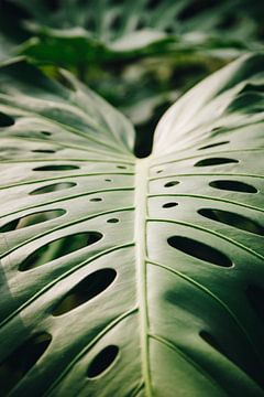 Sonnenstrahlen auf grünem Monstera-Blatt in den botanischen Gärten von Leiden | Fine Art Urbanjungle
