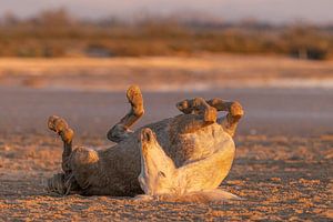 Rollendes Pferd im Sand (Camargue) von Kris Hermans