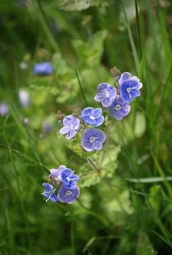 Een bloemetje voor jou