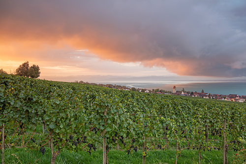 Ochtendlicht boven de wijngaarden van Hagnau aan het Bodenmeer