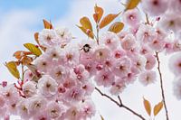 Roze bloesem met hommel