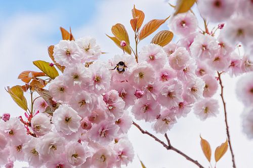 Roze bloesem met hommel