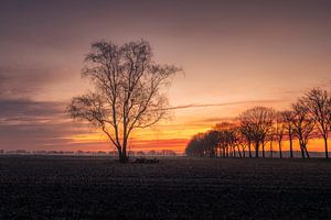 Arbre solitaire dans la lumière d'hiver