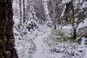 Chemin forestier enneigé