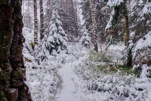 Chemin forestier enneigé